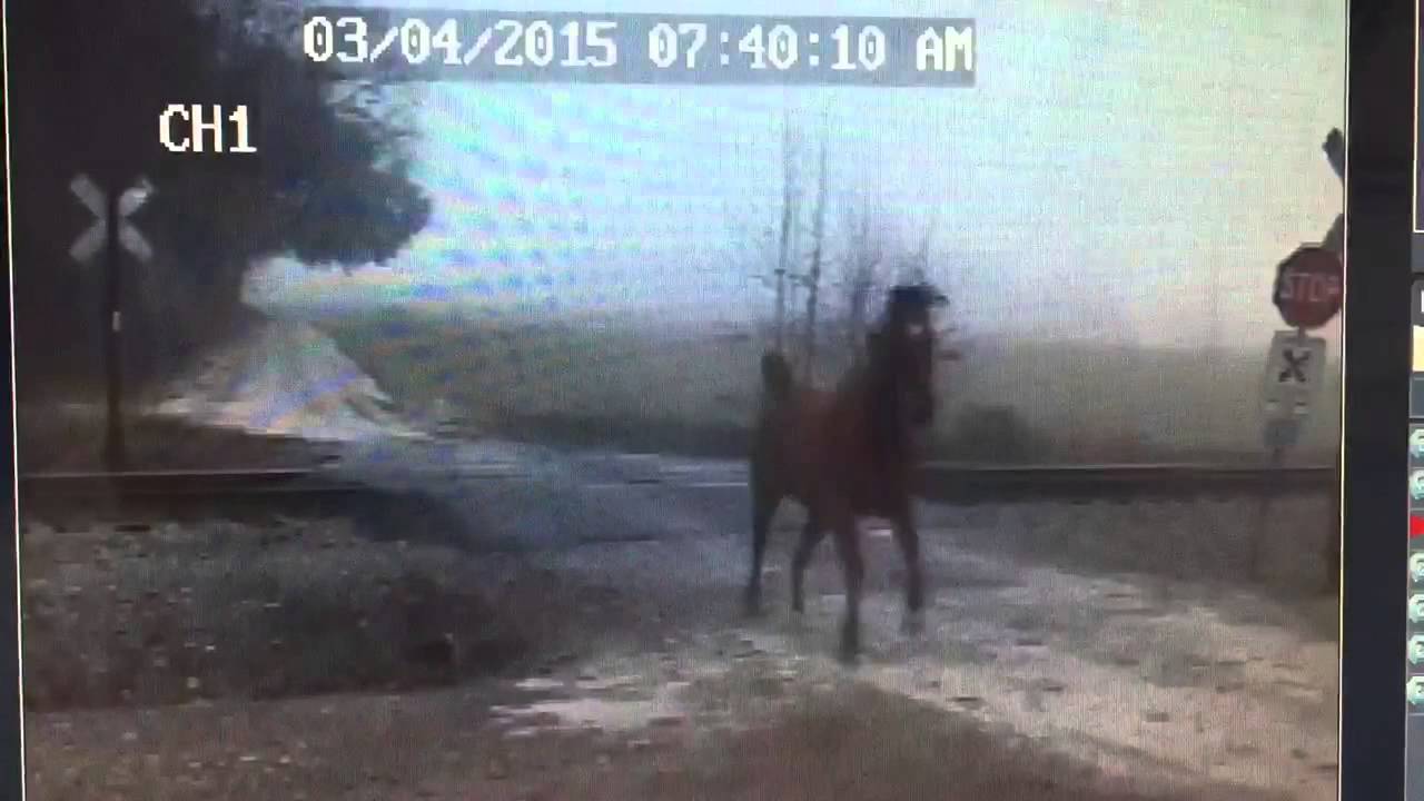Horse hit by train. - YouTube