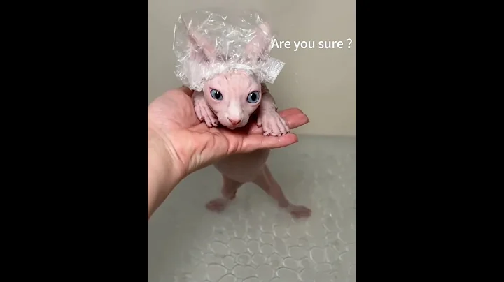 Watch the video about Brave Cats, Greedy Snack Thieves & The Bath Time Showdown