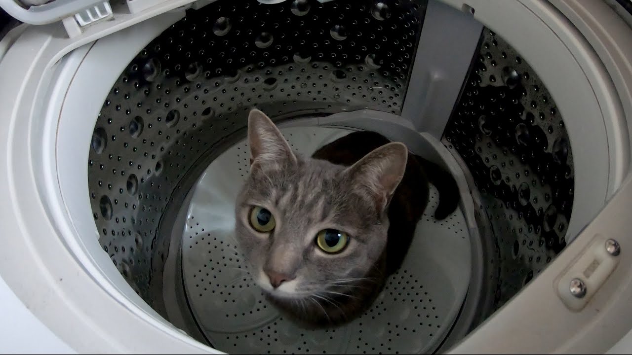 レノックス猫 ( Captivation ) バルーンに魅了する猫 hq720.jpg?sqp=-