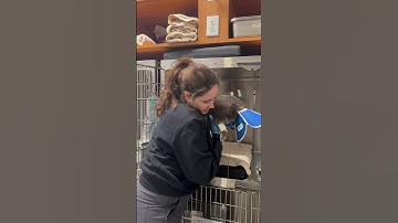 PF remove cat from top cage