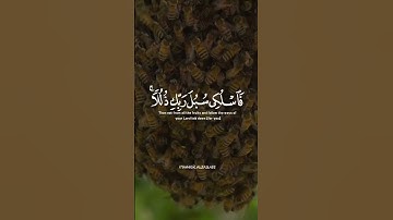 وأوحى ربك الى النحل:  من سورة النحل / القارئ ياسر الزيلعي..