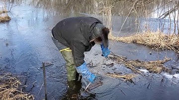 muskrat in a spring beaver/otter 330 blind set