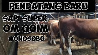 Pendatang baru SAPI SUPER CALON MONSTER kandang mas Qoim || Wonosobo Unyil TR