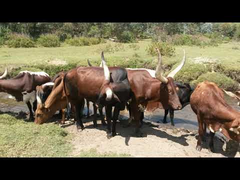 Yari Inka Club Socio Culturel Giramahoro