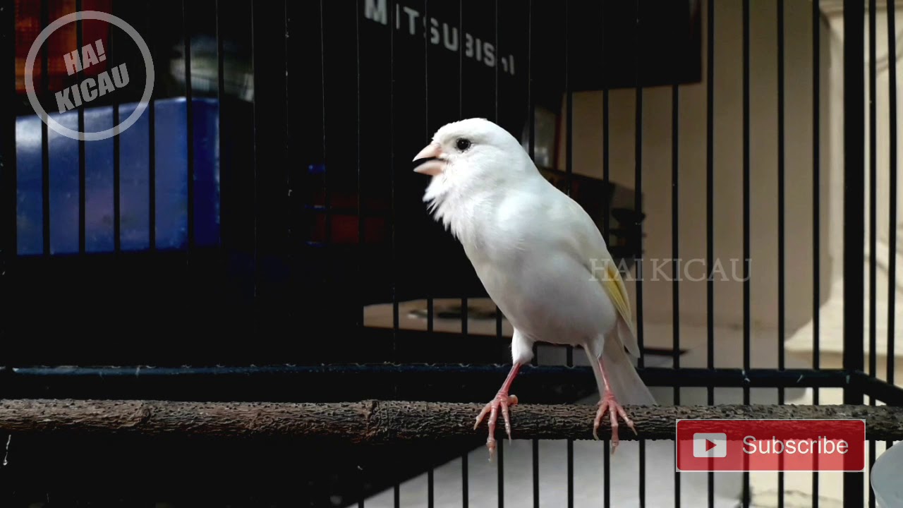 FAKTA KENARI PUTIH BIKIN KENARI LAIN LANGSUNG EMOSI 