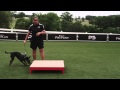 Dog Agility - Pause Table - Jump - Pro Plan P5 Training