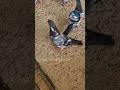 shayam bhai ka shok💥💀 #shorts #pigeon #kabootar #kabootarbazzi