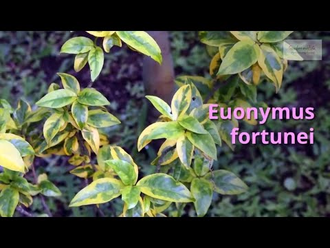 Video: Plant Fortuna euonymus: foto, plantning og pleje