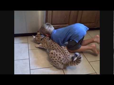 Кошка ашера играется с ребёнком / Ashera cat plays with a child