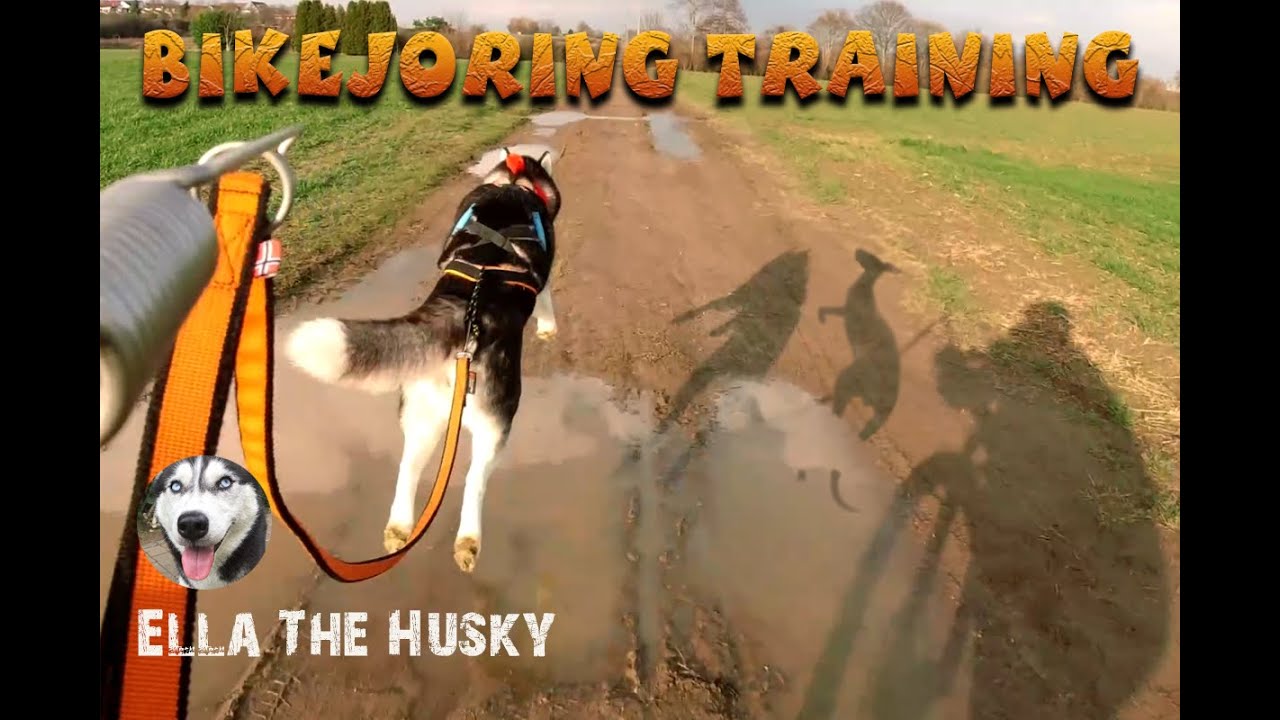 Ella the Husky Bikejoring Training YouTube