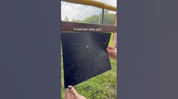 How we make framed real preserved spiderwebs!
