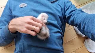 Dot - My Gorgeous Weasle Size Micro Ferret Baby