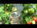 Plastic Bottle Drip Water Irrigation System with rope Very Simple and Fast