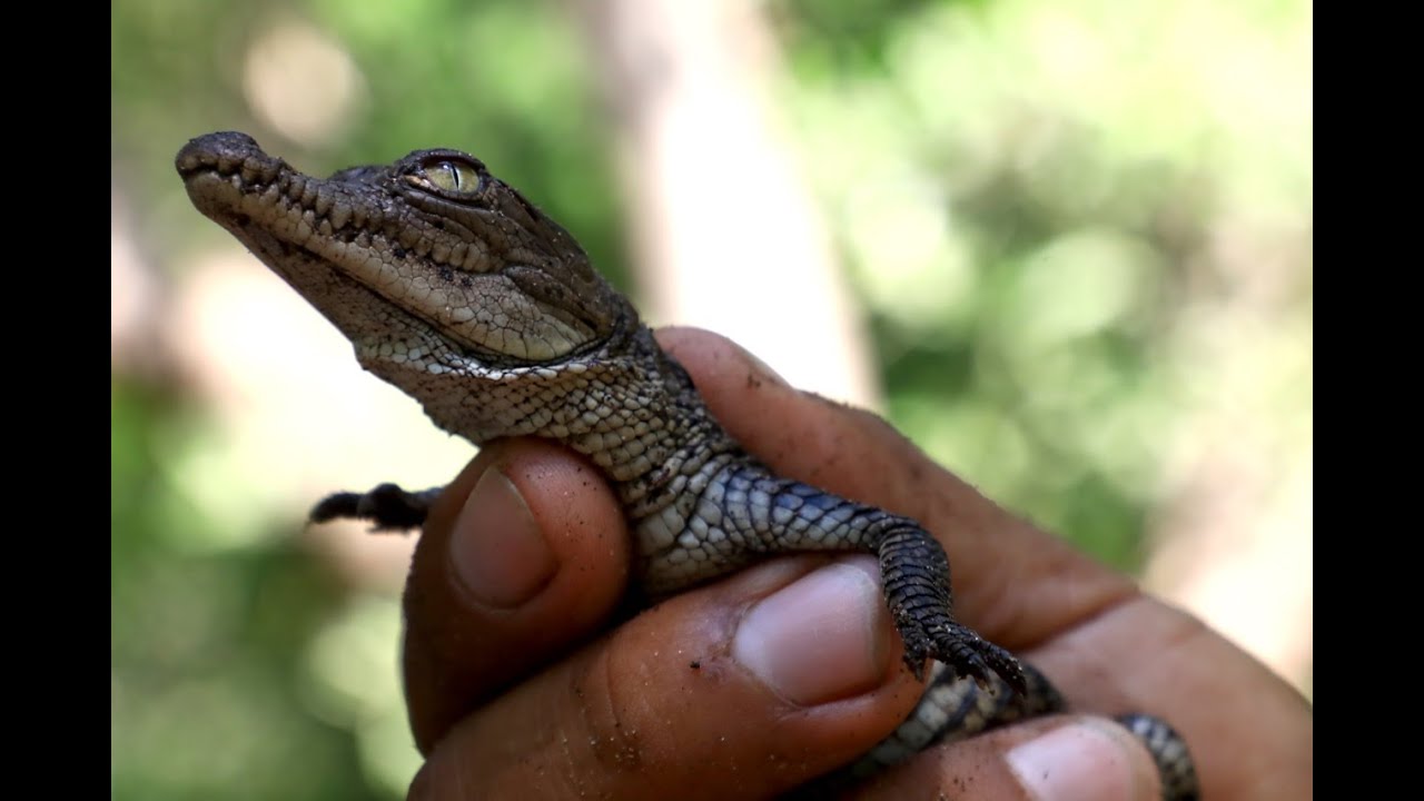 Nacimiento de cocodrilos - YouTube