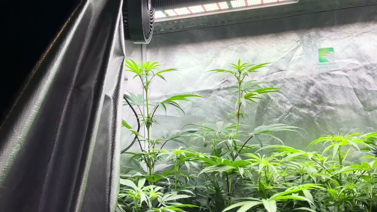 Day 14 frozen bag phenos from Robinhood seeds by thc titan feeding heavy 16 and floraflex lighting