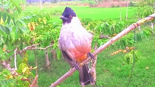 Suara Kutilang Gacor...Tes Pikat Setelah Kena Mental Lawan Kutilang Liar