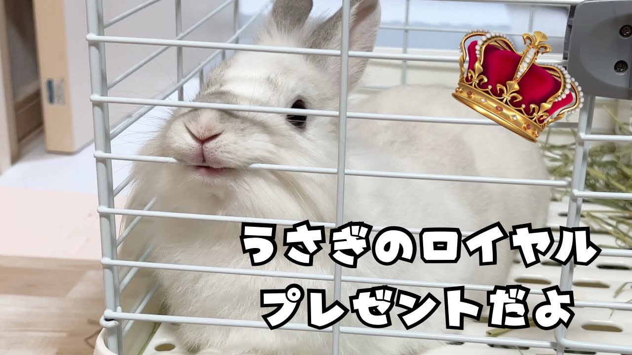 【ライオンラビット】うさぎのロイヤルにプレゼント🎁【rabbit】