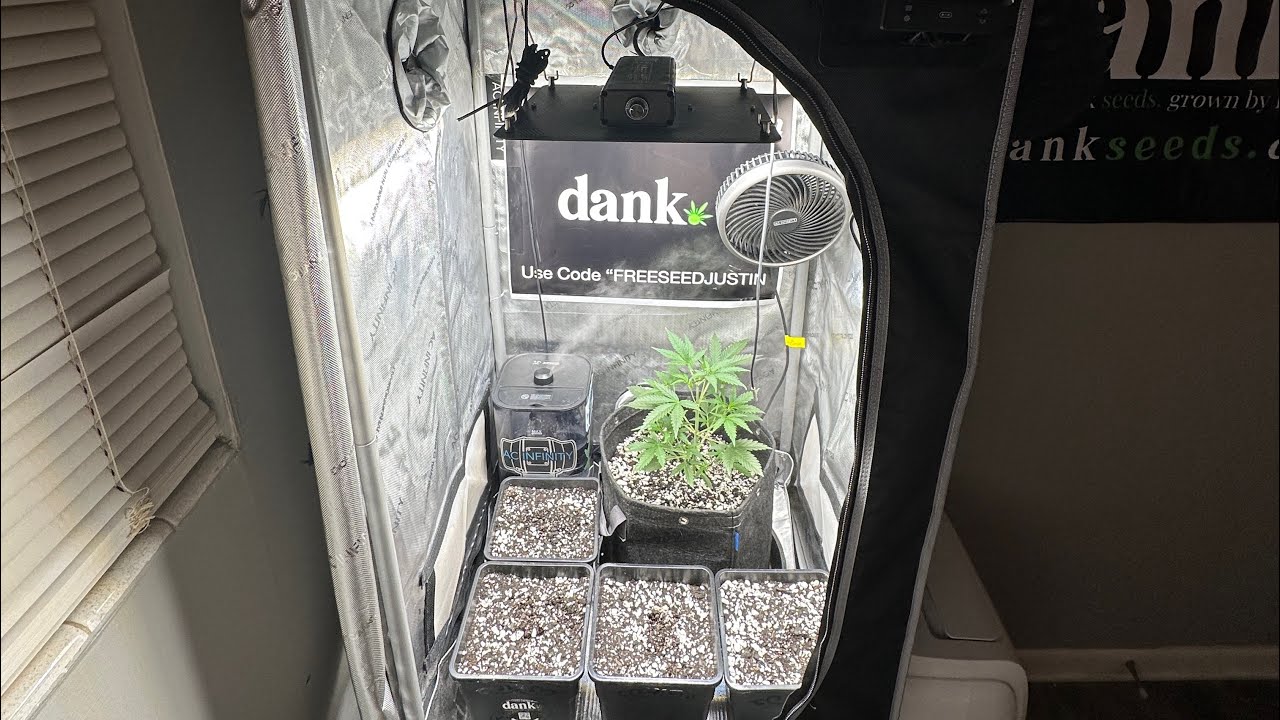 2x2 Grow Tent Grow FREE SEEDS