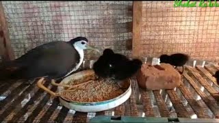 sukses budidaya burung ruak ruak wak wak kereo padi dan Baburak galak kalo lagi punya anak