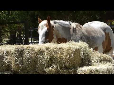 Video Extremely Hungry Horses Eating 30 Bales of Hay in About 4 Minutes - youtube