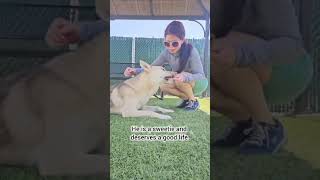 🆘 Can you help us save Wiley from Euthanasia Please pledge for him: www.animalcarezone.org/freedom