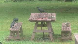 Crows, Squirrels and a Blurry Squirrel close up, Saturday, September 5, 2026