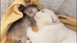 Which kitten does mother cat love more?