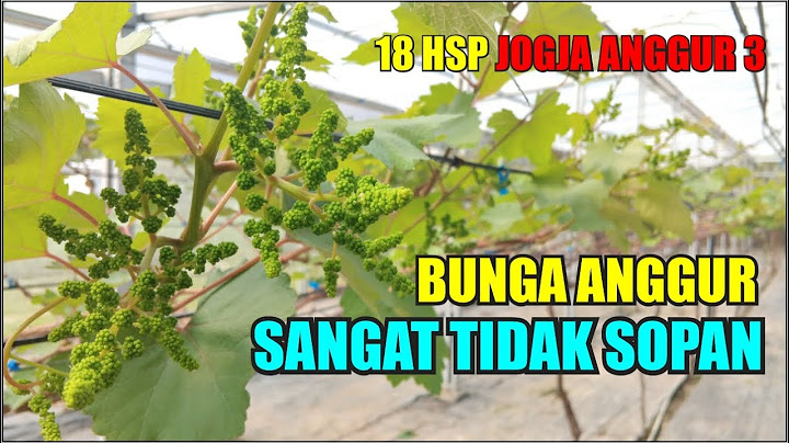BUNGA ANGGUR SANGAT TIDAK SOPAN