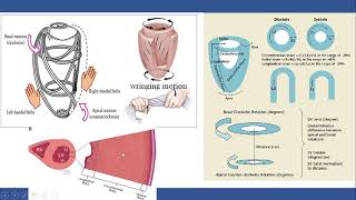 Strain Echocardiography part II: General concept