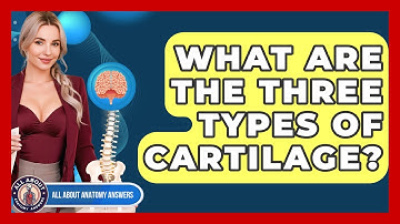 What Are The Three Types Of Cartilage? - All About Anatomy Answers