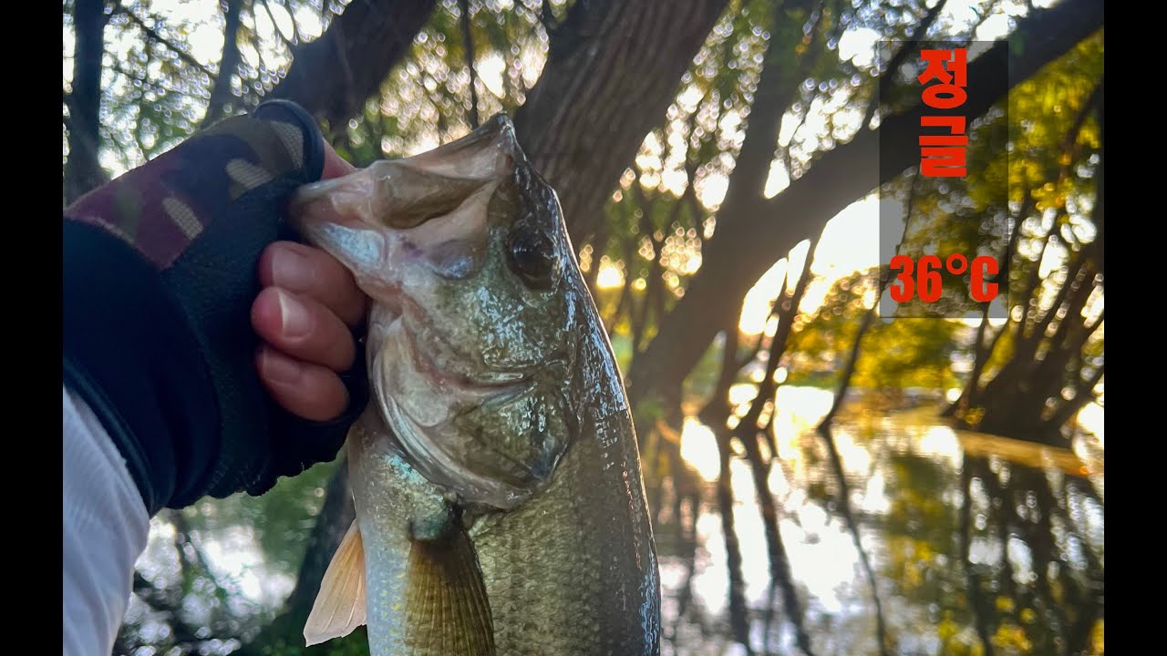 더워서 죽을뻔 했지만  낭만 있다.#배스 #bassfishing #fishing #バス釣り初心者 #angler