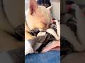甘えん坊すぎて赤ちゃんに戻る猫