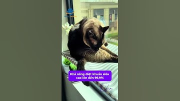 Xịt Khử Mùi & Diệt Khuẩn Cho Thú Cưng Tốt Nhất | Xuediao An Toàn – Thơm Lâu – Diệt 99.9% Vi Khuẩn