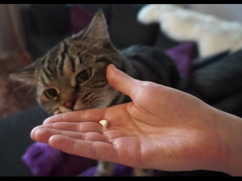 Как дать кошачью медицину