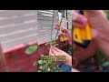 The Low Maintenance Method For Rose Cuttings #gardening