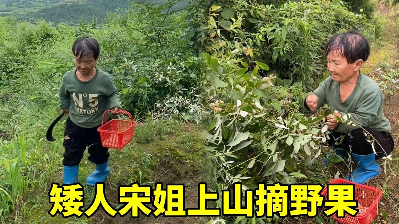 到了该摘野果的季节，矮人宋姐上山摘羊奶子，回去跟母亲一起分享！#农村生活#野果