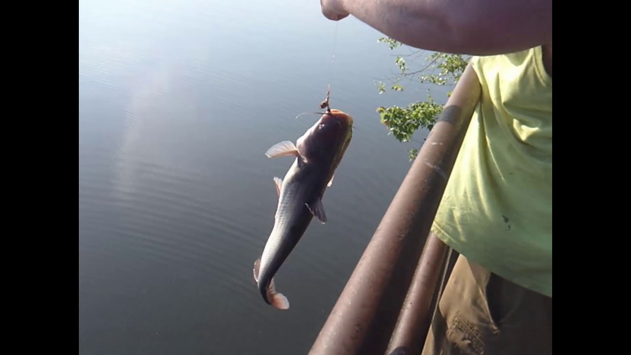 catfishing on lake sinclair YouTube