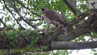 Bird Call: CRESTED GOSHAWK calling