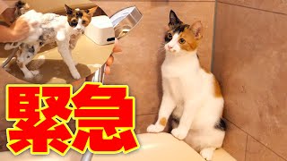 大問題発生でベルちゃんを水責めしなきゃいけなくなりました…【緊急】