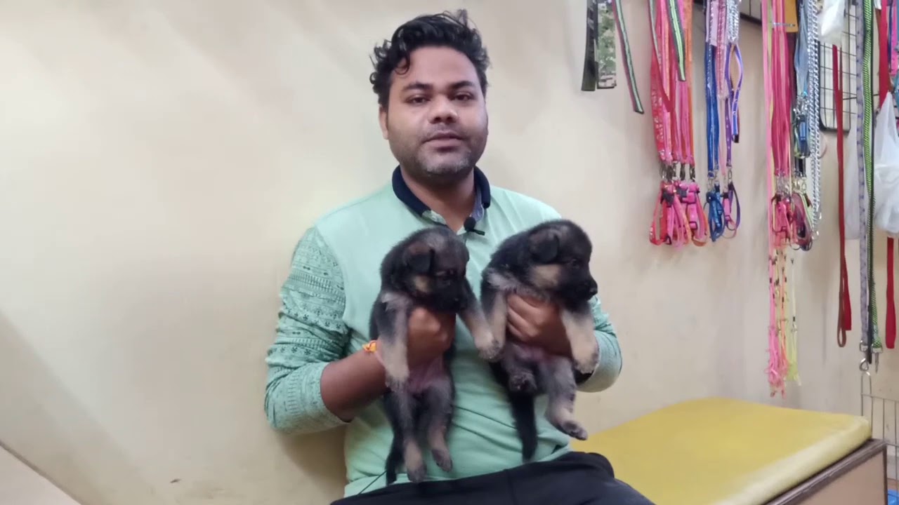 (Cheapest Dog Market) German shepherd puppies And Labrador puppies Available (9711696640)