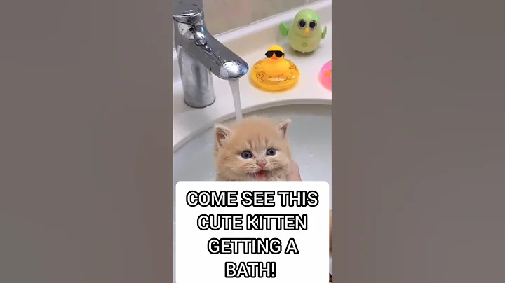 Watch the video about A Cute Kitten Is Getting A Bath #kitten #cutecat