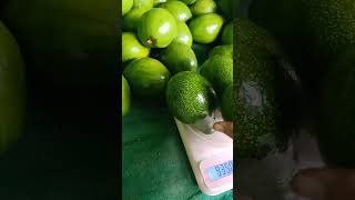 Alpukat Mentega Bandar Lampung Yahutt