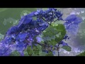 あじさいの花(自作曲)