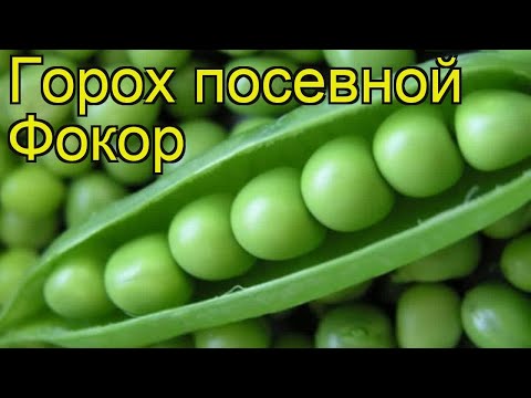 Горох посевной Фокор.