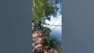 Đóng dính chép hồng khủng , câu cá thác lác