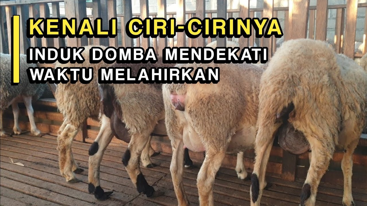 Tanda-tanda induk domba mau melahirkan dalam hitungan 2-3 hari