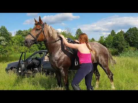 Видео: Обезвоживание лошади - потеря воды у лошадей