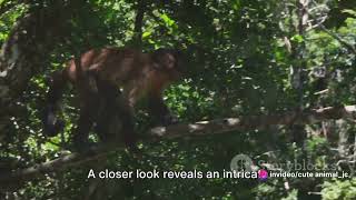 Gabon's Loango National Park: Africa's Coastal Eden