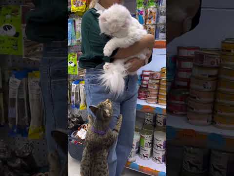 Funny Cats 2025 Cat Shortsfeed Cutecat Funny Funnycat Fun Catvideos Funnyshorts