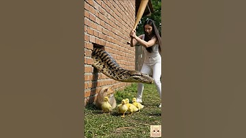 갑작스러운 침입자, 할머니가 나섰다! 👵🐍🐥Brave owner vs python — kitty safe ❤️